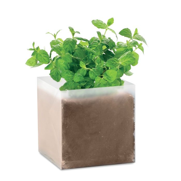 MO9546-13Mint Pflanz-Set _Minze_ beige