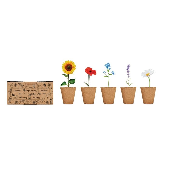 MO6500-13Flowers Saat-Set Sommerblumen_ Beige