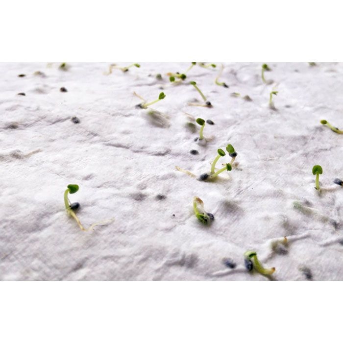 MO6914-06Asidi DIN A4 Wildblumen-Samenpapier_ weiss