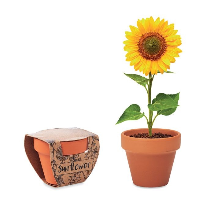 MO6147Sunflower Terracotta-Topf Sonnenblume
