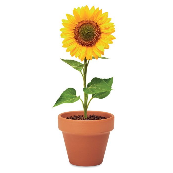 MO6147-40Sunflower Terracotta-Topf Sonnenblume_ Holz