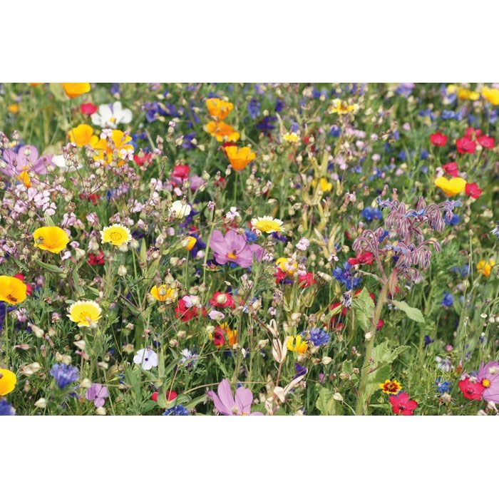 MO6502-13Seedlope Samen Blumenmischung_ Beige
