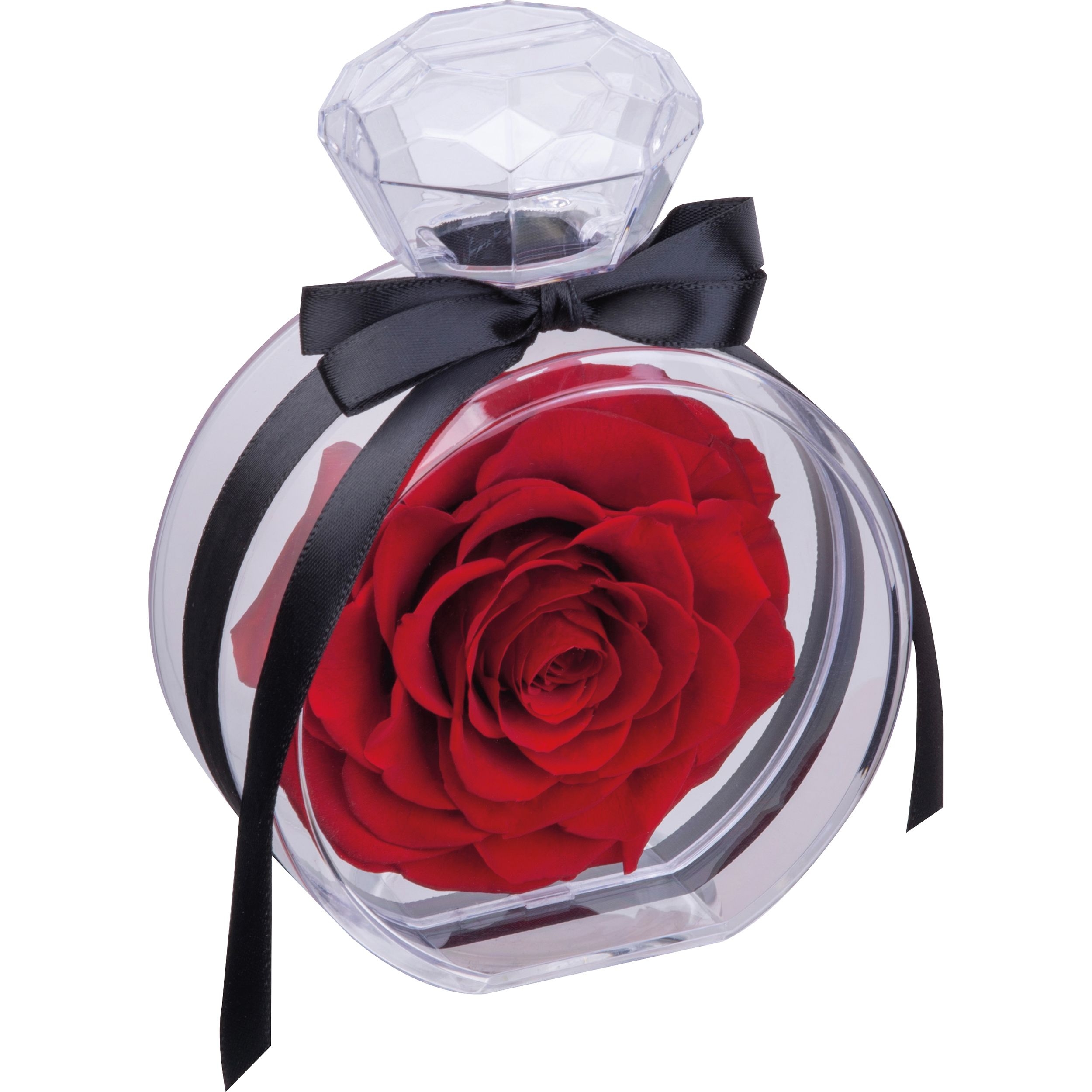 MA75427-05Konservierte Rose MARCELLA_ rot