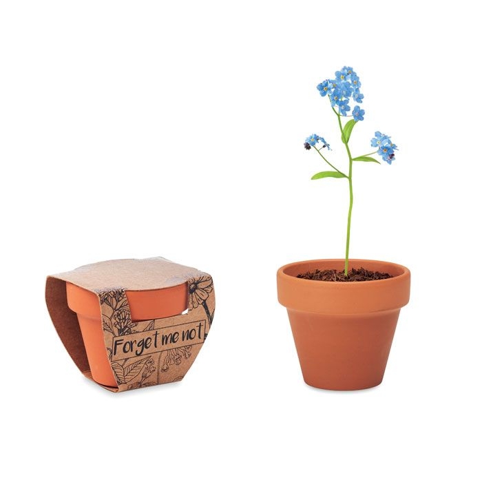 MO6146Forget Me Not Terracotta-Topf Vergissmeinnich