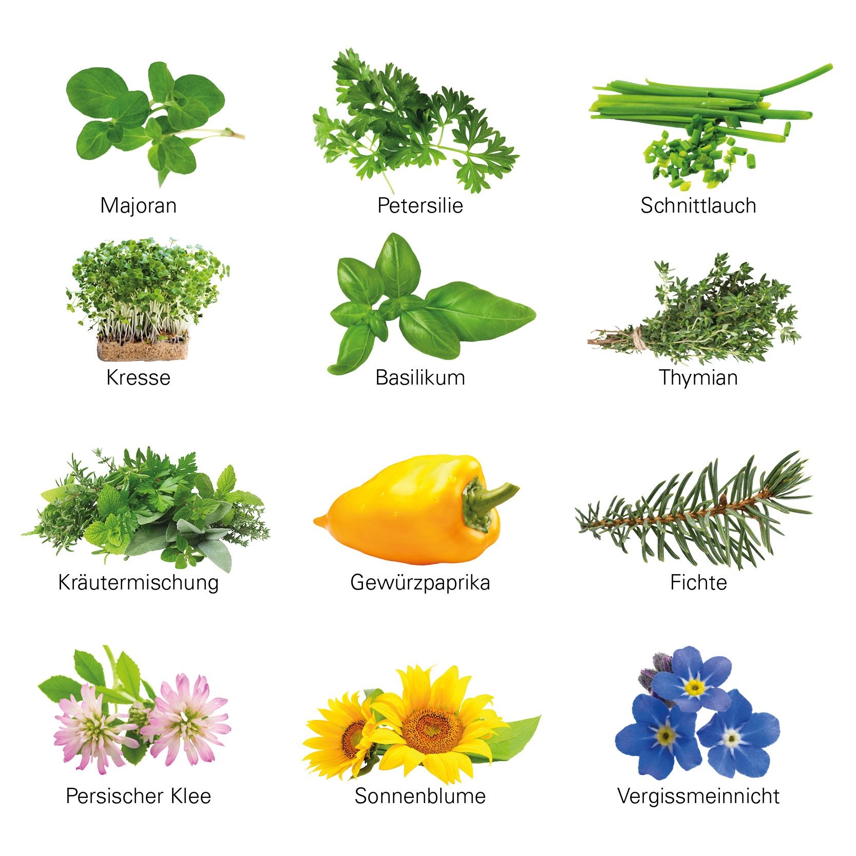 JG20107-1Adventskalender ECO L mit Samentuetchen_ Substrattabletten_ Motiv-Vorlage