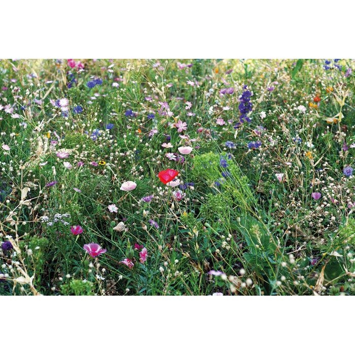 MO6501-13Seedlopebee Samen Blumenmischung_ Beige