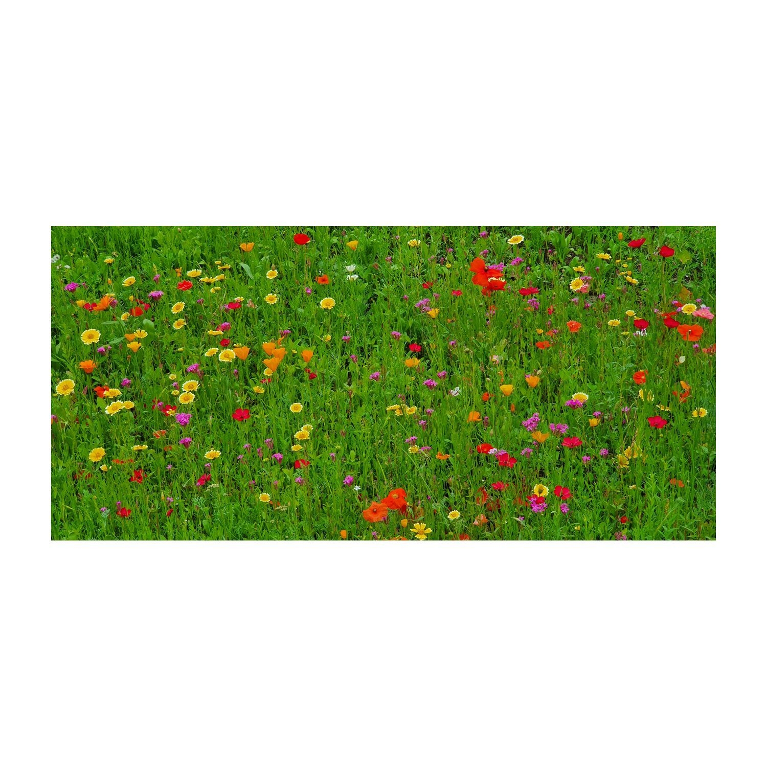 RP2055Bienenweide im Eierkarton 'Bluehende Zusammenarbeit'