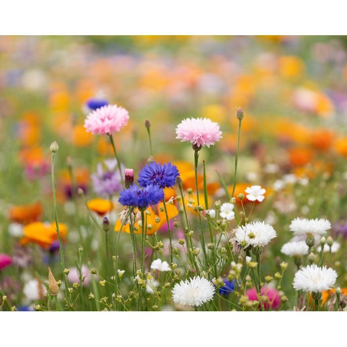 MO6914-06Asidi DIN A4 Wildblumen-Samenpapier_ weiss